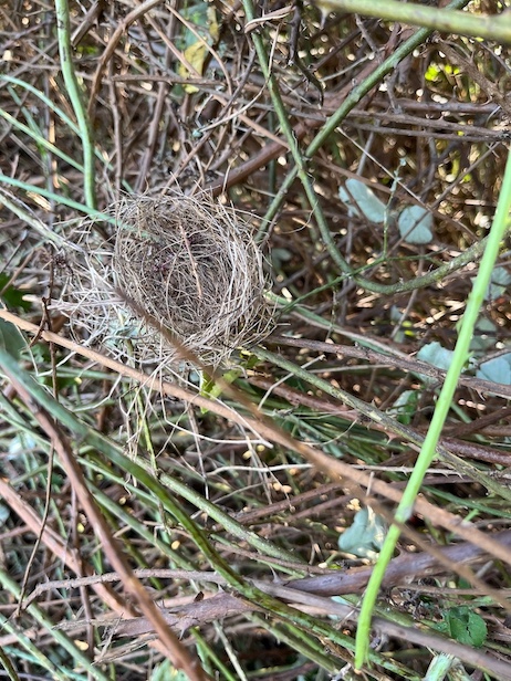 le calendrier des travaux respecte la réglementation : la fauvette des jardins qui a construit ce nid est déjà loin de Tirepied!