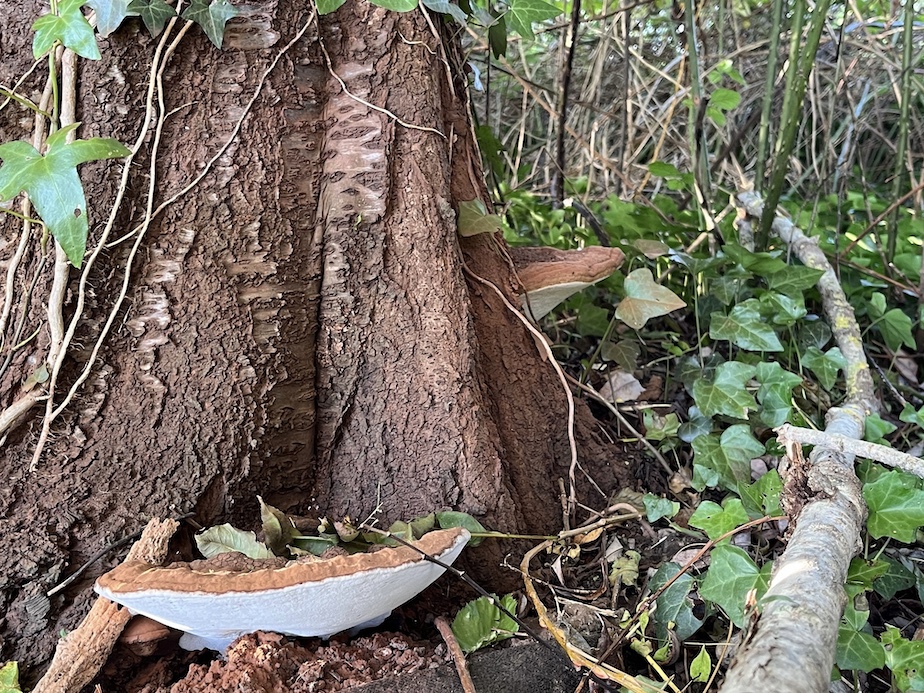 Sur les troncs de pruniers mirobolants taillés il y a 5 ans, du bois mort apparait et des champignons s'installent : Phellinus tuberculosum  est reconnu par Jacques Rivière.