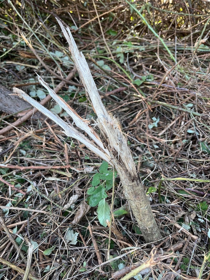 Ce qu'il reste d'un jeune peuplier de 5 ans bouturé à partir d'un vieux têtard de Cuves, à petites feuilles. On repart à zéro... (peut-être pas si les racines n'ont pas trop souffert des vibrations!)