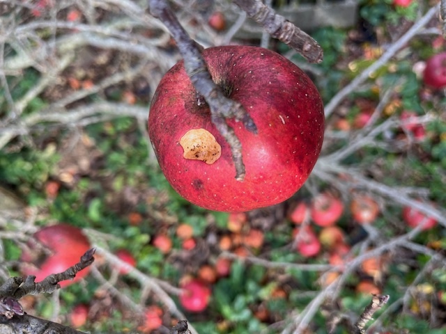 Signature de la mésange bleue; merles et grives picorent au sol sur les fruits tombés, en particulier un beau groupe de grives litornes.