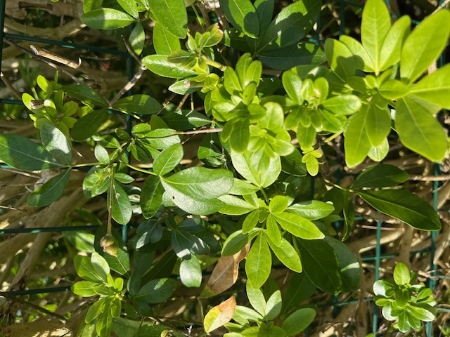 l'oranger du Mexique attractif pour les femelles de machaon..