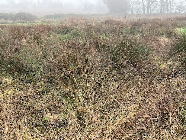 L'ancienne prairie humide pâturée a maintenant une autre fonction, recevant les eaux débordant des bassins de décantation supérieurs.<br />Le jonc est dominant mais les anciennes plaques de graminées accueillent une riche flore à la "belle saison".