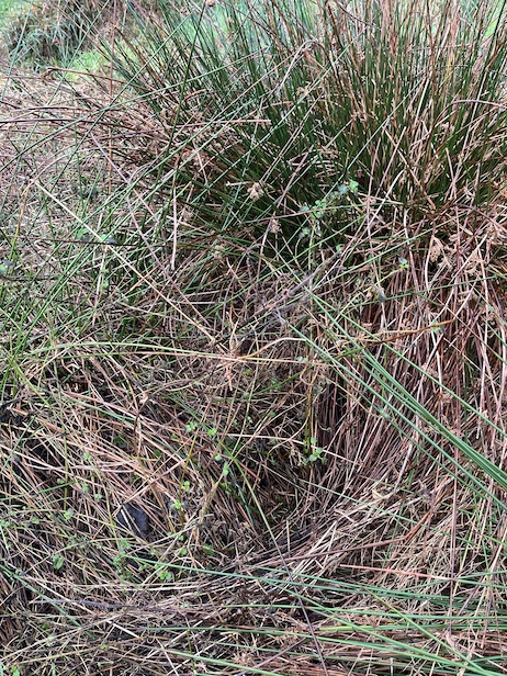 Le lièvre quitte son gite enfoui sous une touffe de jonc. Seule "l'entrée" est accessible à la prise de vue..