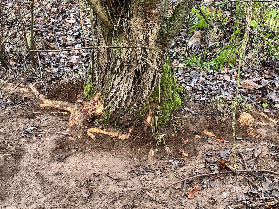 Malgré le piégeage permanent, les ragondins sont bien installés. Certains pieds de saules font les frais de leur appétit...