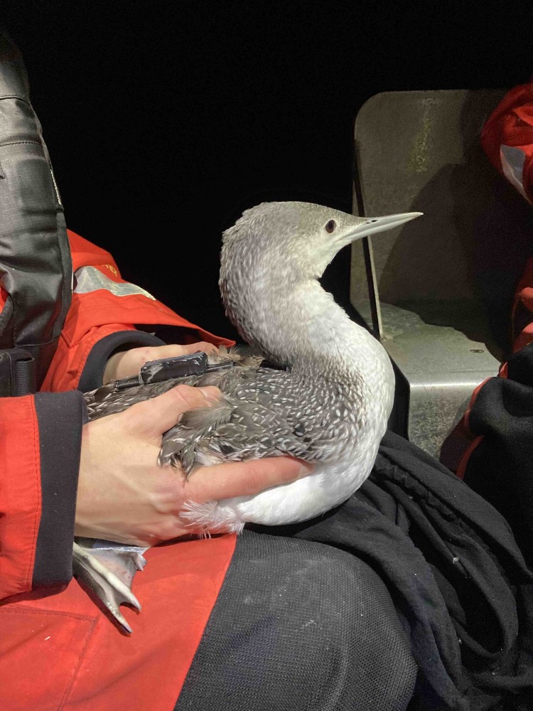 Catmarin.jpg (453.91 Kio) Vu 1157 fois Plongeon catmarin