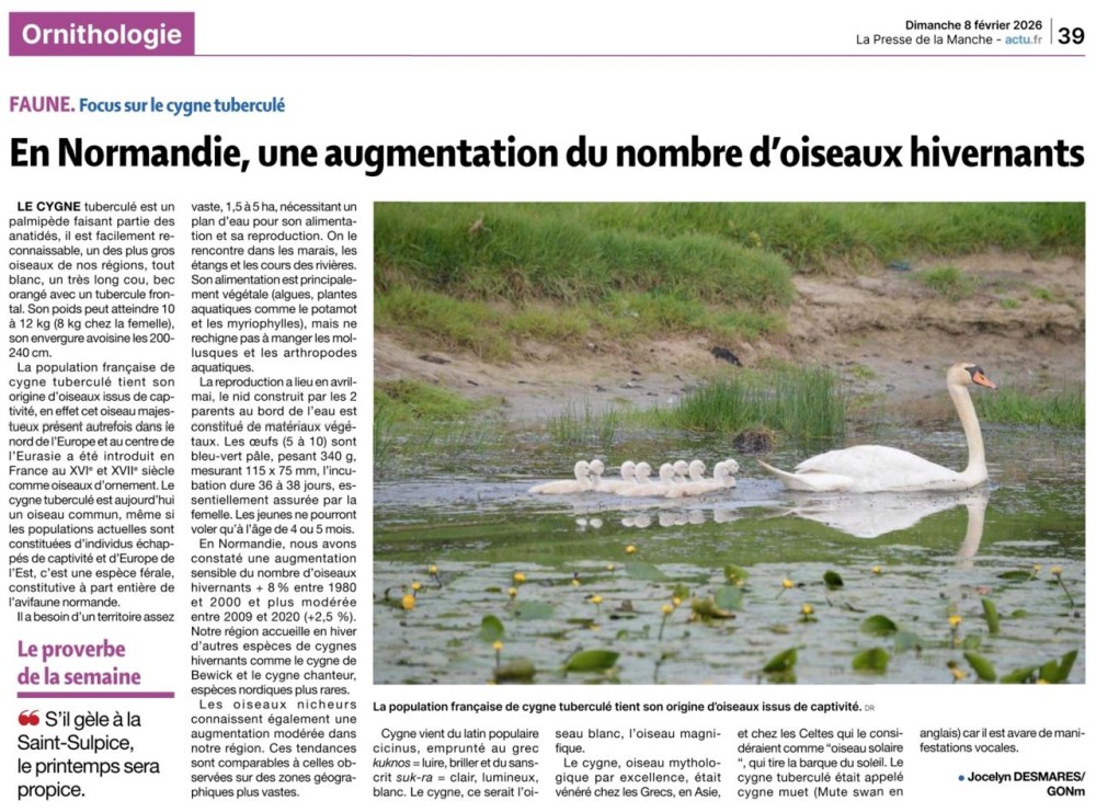 Cygne_PDLM_JoDe_20260208.jpg (220.52 Kio) Vu 10746 fois La Presse de la Manche 20260208