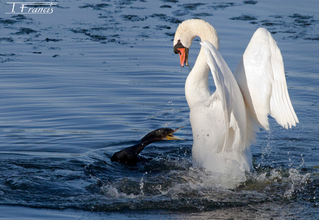 Altercation entre Cormoran et Cygne.jpg