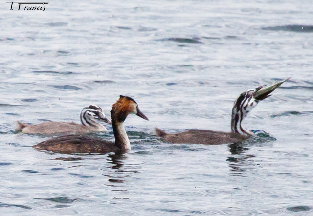 Casse-croûte pour grèbe huppé 2.jpg
