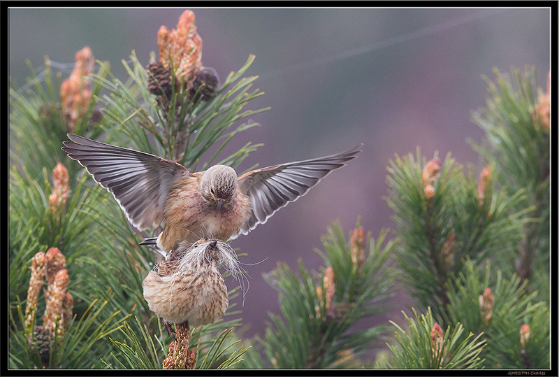 2014 04-12 033 _ Linotte mélodieuse - FRINGILLIDES - (Carduelis flavirostris) _ La Tannerie.jpg