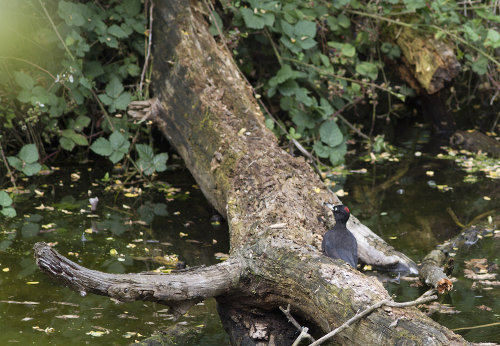 Pic noir sur branche morte