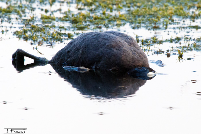 Un cadavre de foulque macroule flotte du côté nord de l'étang..jpg