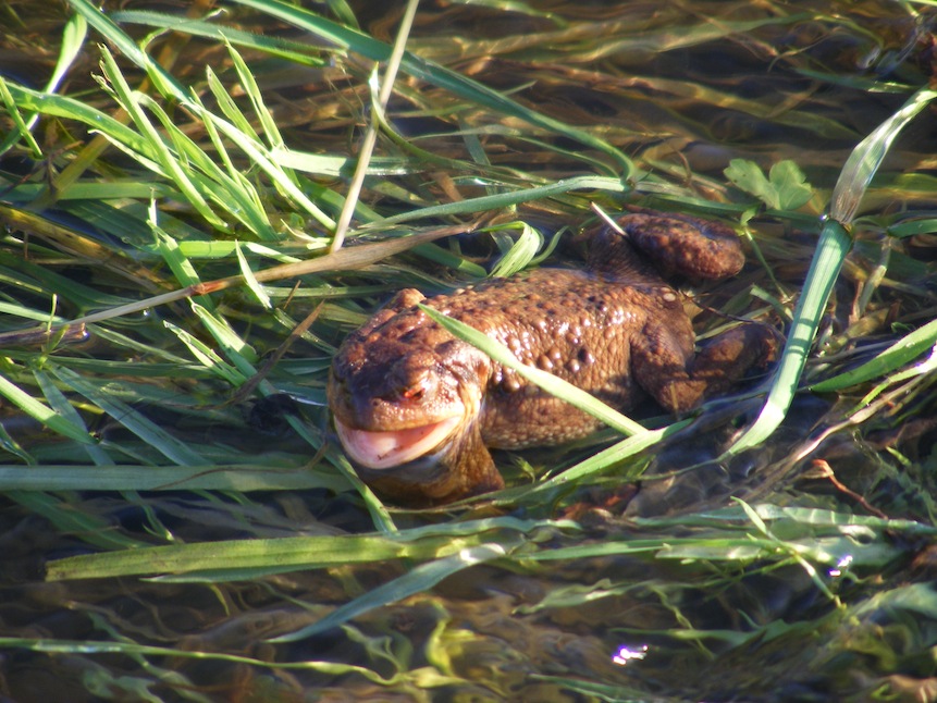 Crapaud commun rescapé des flots de la crue de la Sée 2 janvier 2012.JPG