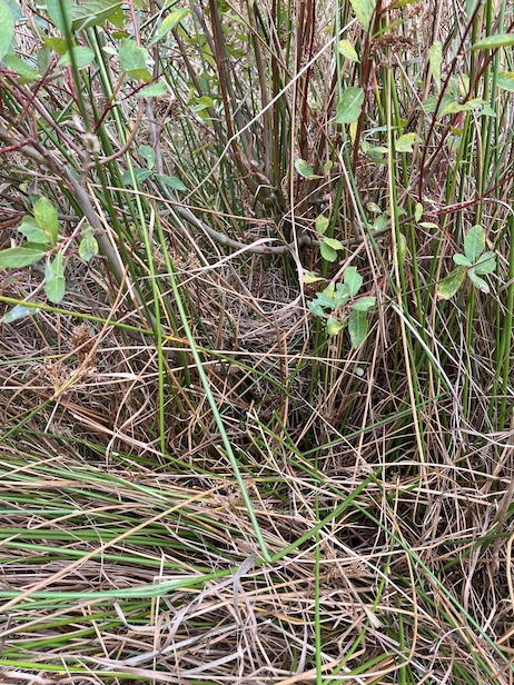 30 août 2026, au pied d'une touffe de tiges de saule dans les joncs