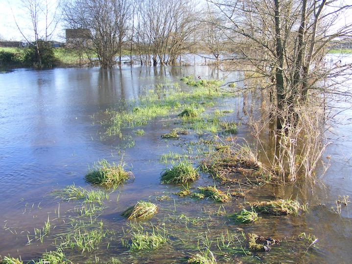 A peu près au centre le crapaud sauvé des eaux sur le bourrelet de crue en rive de la Sée.JPG