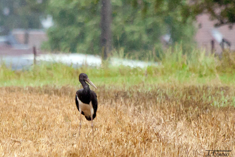Cigogne-noire-1.jpg