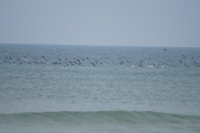 puffin des Baléares.jpg