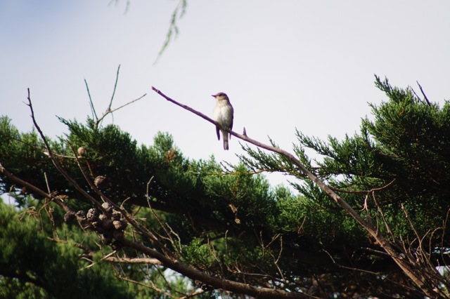 Gobemouche gris en halte migratoire