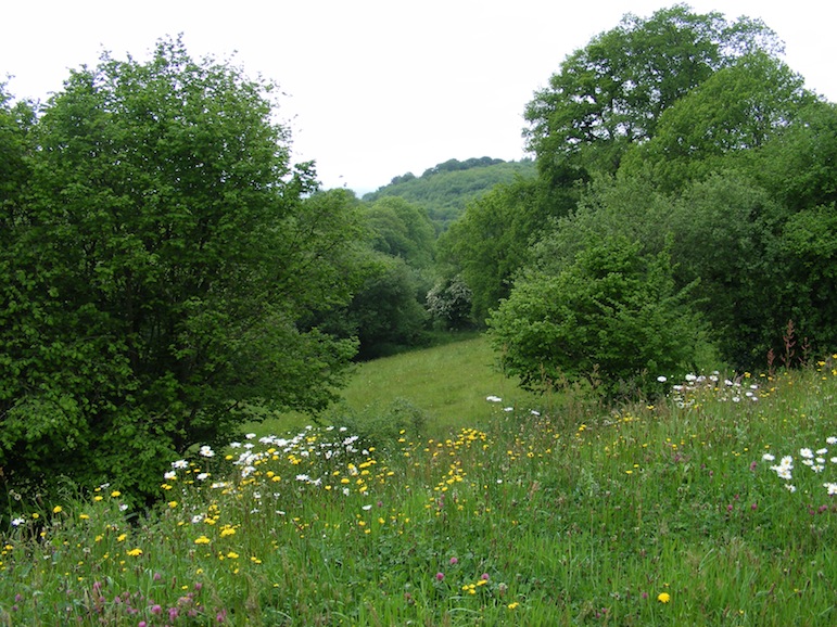 1- vallée prairie maigre.JPG