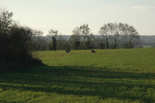 Les chevreuils viennent se nourrir sur les cultures au sud du belvédère. Derrière le rideau d'arbres, la vallée boisée (à imaginer!).