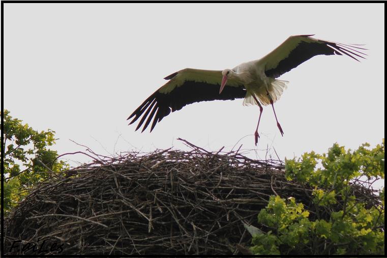 cigogne