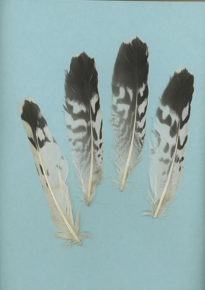 plumes laridé.jpg