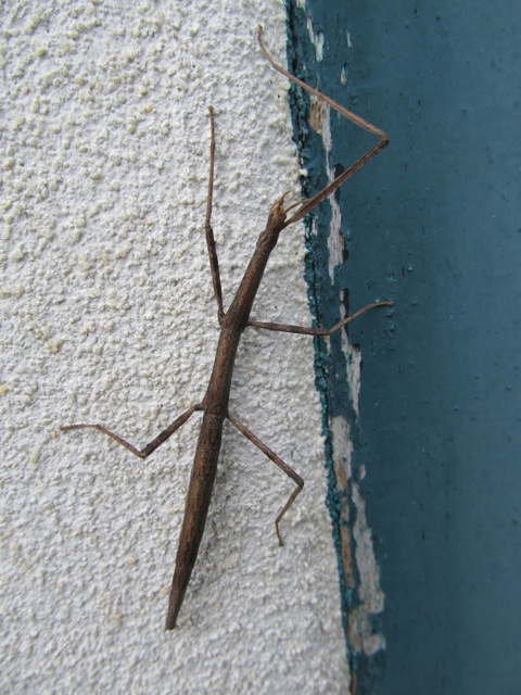 Clonopsis gallica