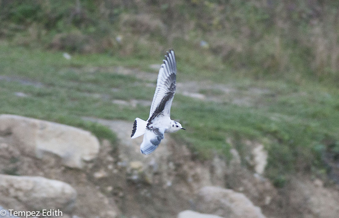 Mouette Pygmée dans l'anse de Biotropica