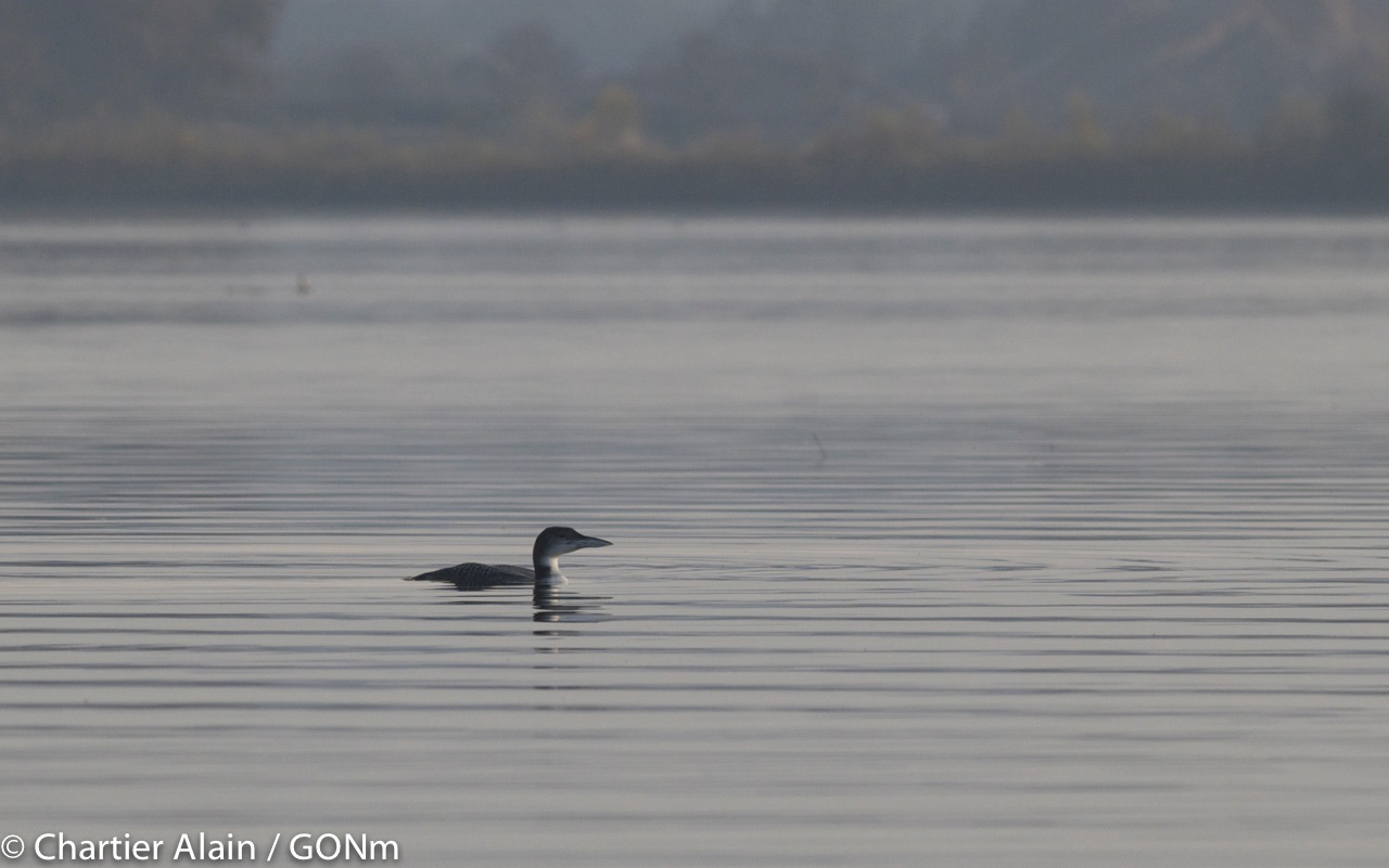 Plongeon imbrim dans l'anse de Biotropica