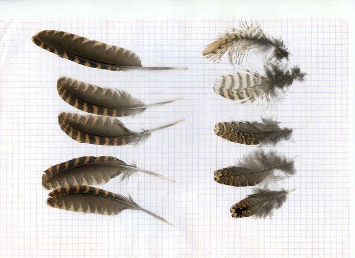 plumes_jpeg.jpg