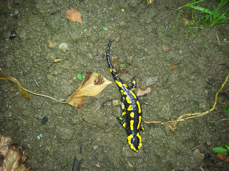3- salamandre .jpg