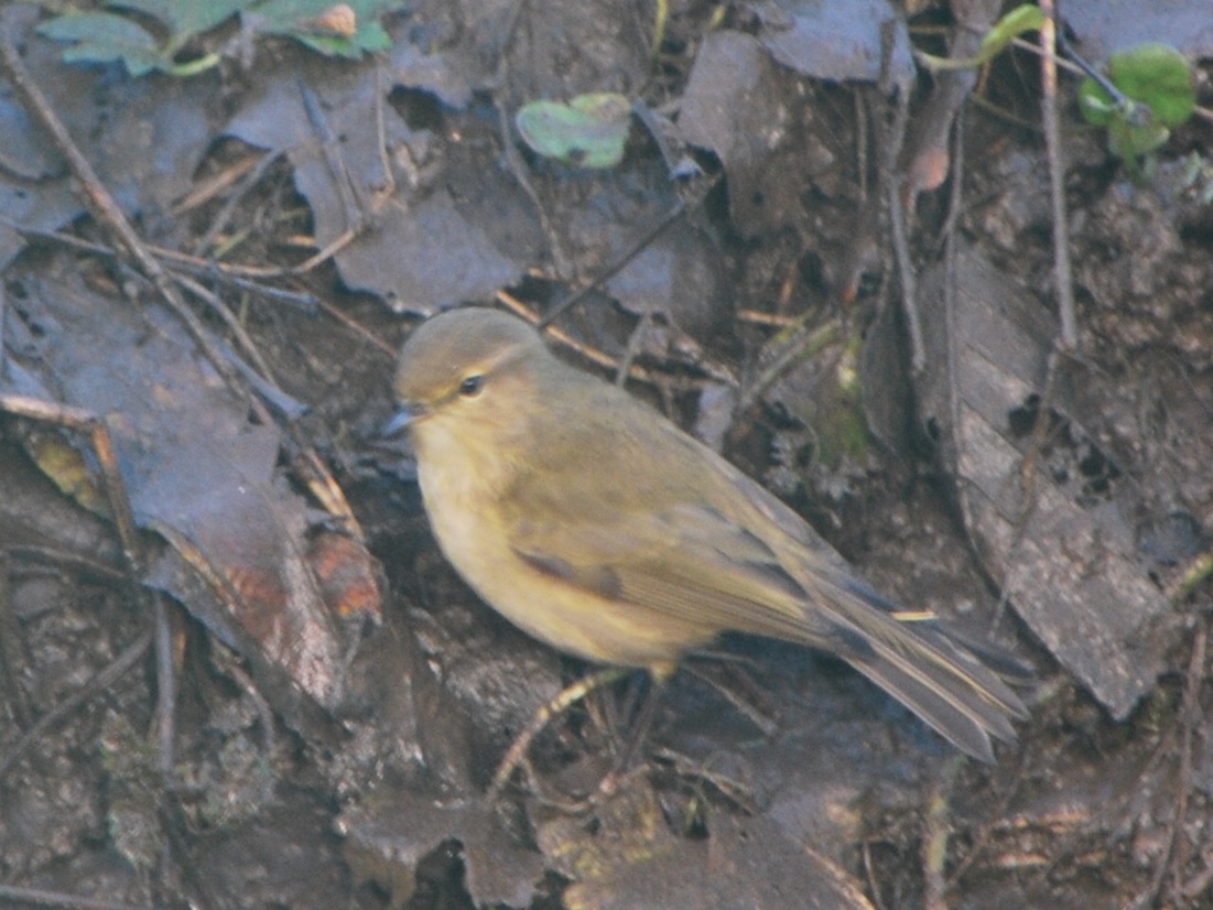 3- au sol .JPG
