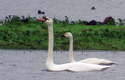 bewick-3.jpg