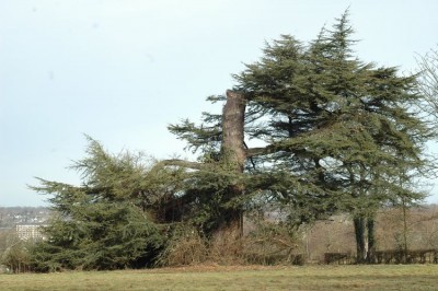DSC_5531.JPG (122.09 Kio) Vu 16729 fois Cèdre du Liban élagué, vu du sud du futur parc.