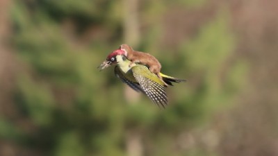 woodpecker-weasel.jpg