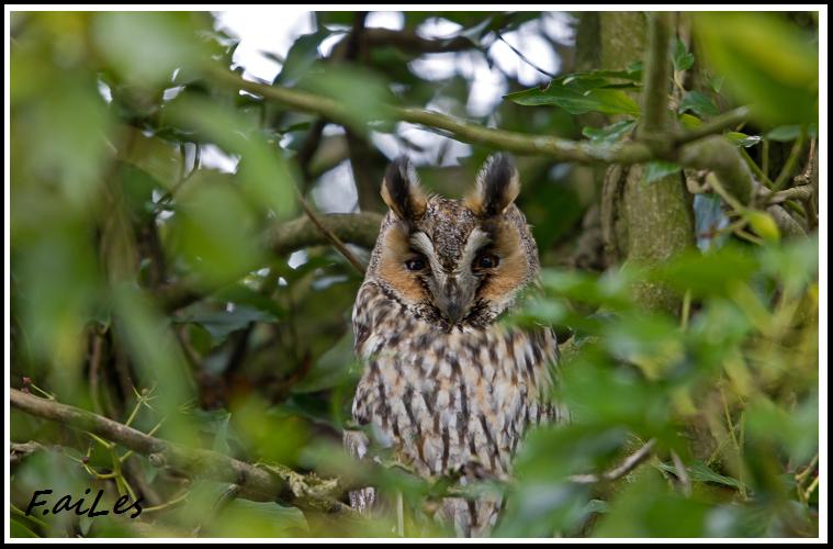 hibou moyen duc observé a Quibou