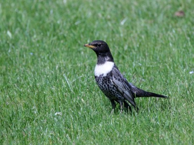 IMG_4830.JPG (185.9 Kio) Vu 5880 fois Merle à plastron1, Bouafles, G.Corteel