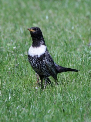 IMG_4845.JPG (158.49 Kio) Vu 5880 fois Merle à plastron2, Bouafles, G.Corteel