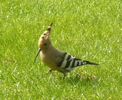 P1090987.JPG (104.03 Kio) Vu 5880 fois Huppe fasciée, Bouafles, G.Corteel
