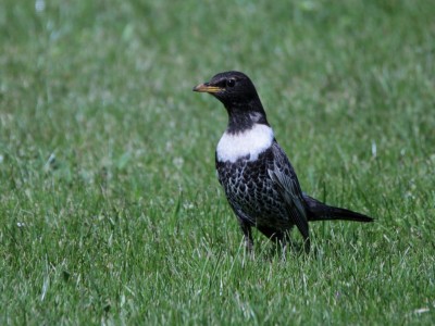 IMG_4848.JPG (162.87 Kio) Vu 5880 fois Merle à plastron3, Bouafles, G.Corteel