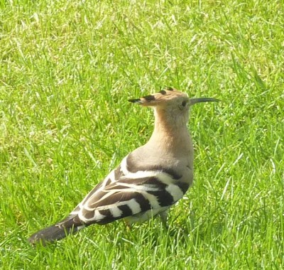 P1090993.JPG (169.23 Kio) Vu 5880 fois Huppe fasciée, Bouafles, G.Corteel