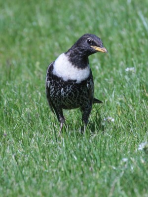 IMG_4834.JPG (152.15 Kio) Vu 5880 fois Merle à plastron4, Bouafles, G.Corteel