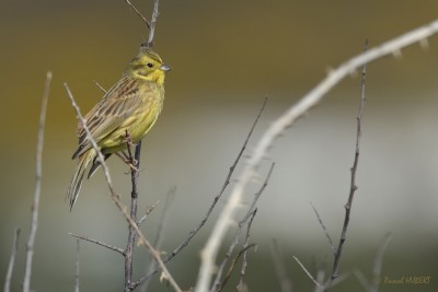 Bruant jaune