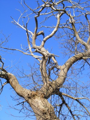 Des haies plantées de très vieux châtaigniers : cherchez le trou du pic épeiche!