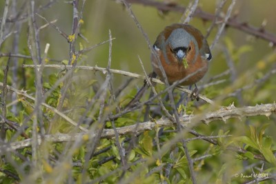 Pinson des arbres en plein repas