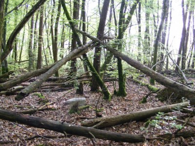 Les troncs victimes de la tempête sont couchés depuis 15 ans. Cette stabilité est typique de la petite propriété forestière paysanne sur laquelle la pression d'exploitation est faible. Le discours sur la mobilisation de la production dans le cadre de la mise en oeuvre du &quot;bois énergie&quot; va peut-être modifier cette situation.