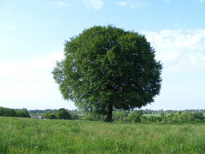 Un remarquable hêtre qui illustre la définition de l'arbre champêtre : son développement harmonieux et équilibré lui donne un air d'arbre de vieux parc historique! Sa présence au milieu d'une prairie témoigne de l'intérêt des agriculteurs successifs sur la ferme pour l'amour des vieux arbres.