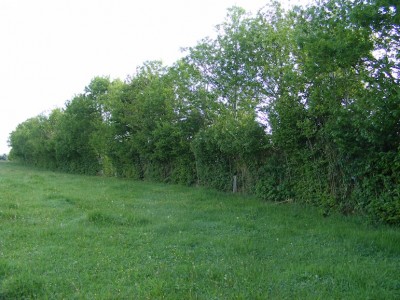 Une des haies replantées sur la ferme; il en existe à plusieurs stades selon les dates de plantations