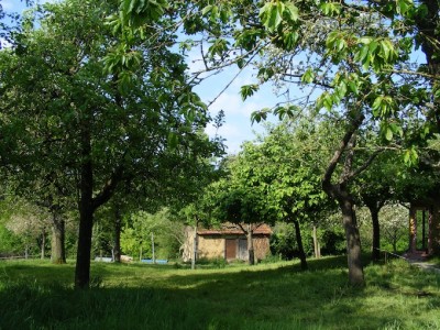 Une vue idyllique du verger local : c'est la partie la plus riche en oiseaux de la ferme grâce à la cohabitation des pommiers, des bâtiments, du bétail, des arbres d'ornement, du potager...