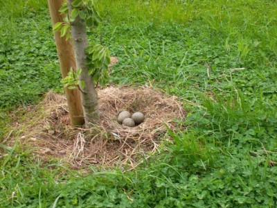 Le nid de goéland argenté au pied de l'arbre sur la pelouse