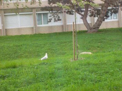 L'habitat du goéland argenté nicheur sur la pelouse du collège!